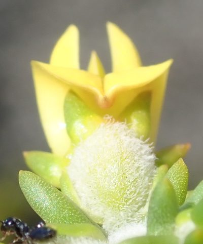 Aspalathus odontoloba, photographed by Nicola van Berkel