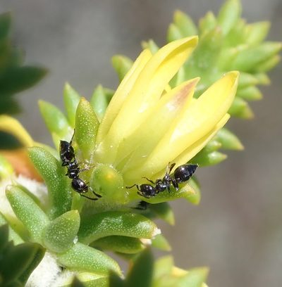Aspalathus odontoloba, photographed by Nicola van Berkel