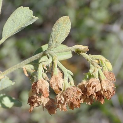 Hermannia holosericea, photographed by Nicola van Berkel