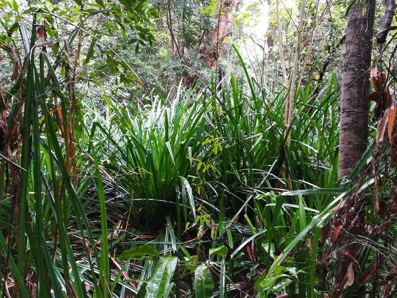 Scirpodendron ghaeri, photographed by Julien Renoult