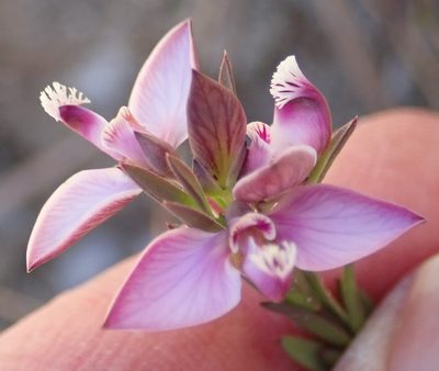 Polygala umbellata, photographed by Nicola van Berkel