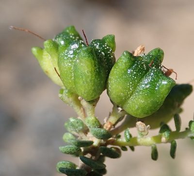 Agathosma muirii, photographed by Nicola van Berkel