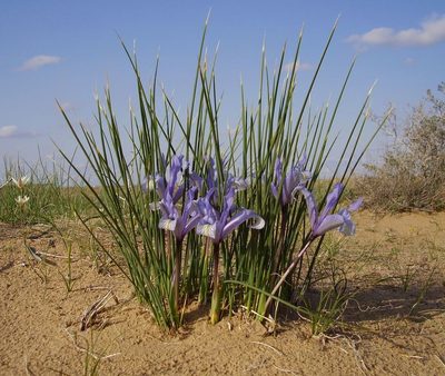 Iris tenuifolia, photographed by Юрий Данилевский (Yuriy Danilevsky)