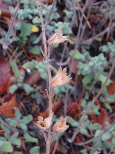 Salvia willeana, photographed by Daniel Cahen