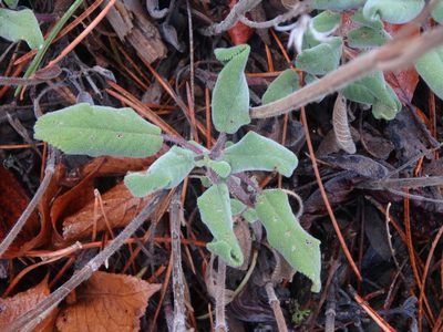 Salvia willeana, photographed by Daniel Cahen