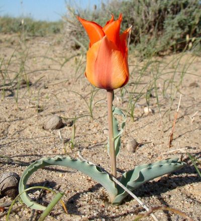 Tulipa borszczowii, photographed by Юрий Данилевский (Yuriy Danilevsky)