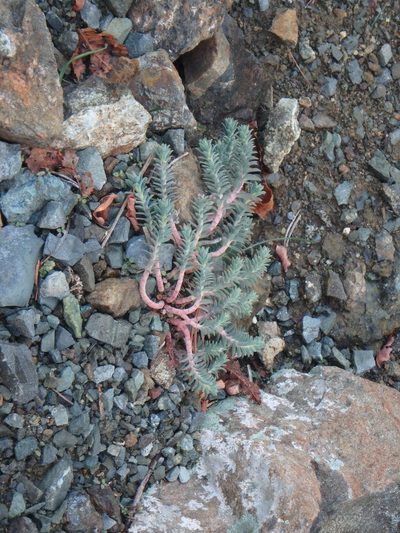 Euphorbia veneris, photographed by Daniel Cahen