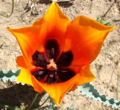 Tulipa borszczowii, photographed by Юрий Данилевский (Yuriy Danilevsky)