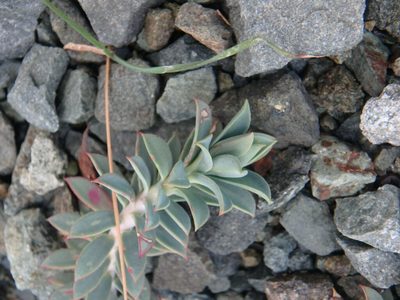 Euphorbia veneris, photographed by Daniel Cahen