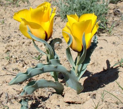 Tulipa borszczowii, photographed by Юрий Данилевский (Yuriy Danilevsky)