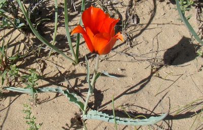 Tulipa borszczowii, photographed by Юрий Данилевский (Yuriy Danilevsky)