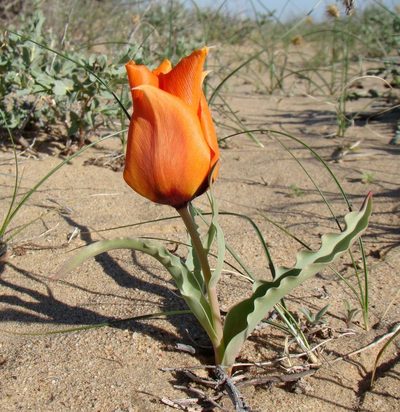 Tulipa borszczowii, photographed by Юрий Данилевский (Yuriy Danilevsky)