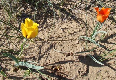 Tulipa borszczowii, photographed by Юрий Данилевский (Yuriy Danilevsky)