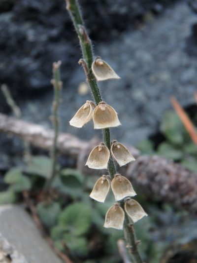 Scutellaria cypria, photographed by Daniel Cahen