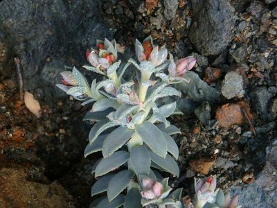 Euphorbia veneris, photographed by Daniel Cahen