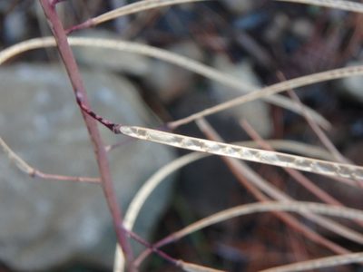 Turritis laxa, photographed by Daniel Cahen