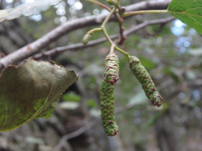 Alnus orientalis, photographed by Daniel Cahen