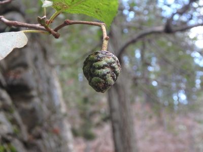Alnus orientalis, photographed by Daniel Cahen