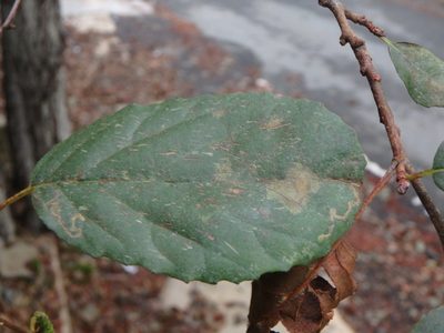 Alnus orientalis, photographed by Daniel Cahen