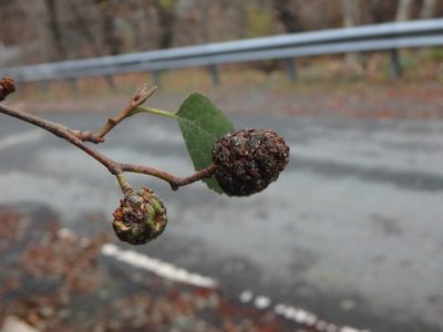 Alnus orientalis, photographed by Daniel Cahen