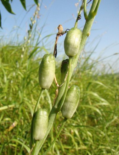 Loncomelos ponticus, photographed by Юрий Данилевский (Yuriy Danilevsky)