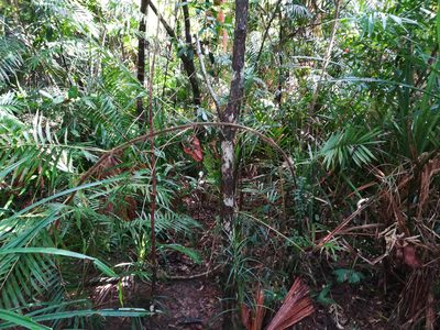 Calamus australis, photographed by Julien Renoult