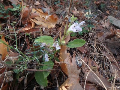 Salvia willeana, photographed by Daniel Cahen