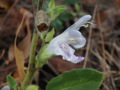 Salvia willeana, photographed by Daniel Cahen
