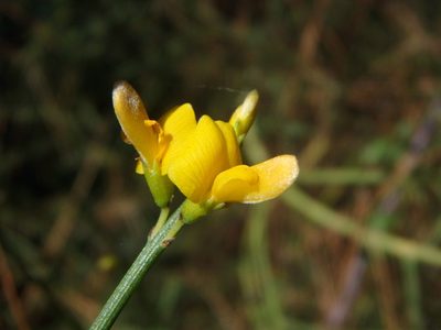 Genista fasselata, photographed by Daniel Cahen