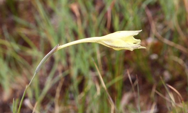 Gladiolus longicollis, photographed by Alan Manson