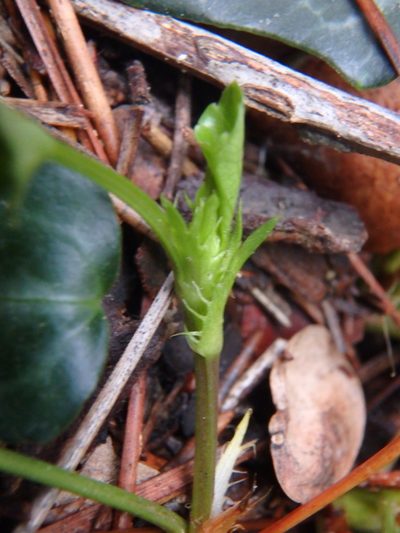 Viola sieheana, photographed by Daniel Cahen
