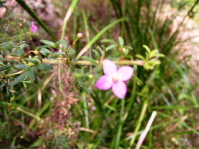 Boronia gracilipes, photographed by Tony Rebelo