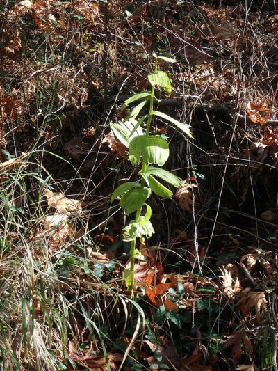Epipactis condensata, photographed by Daniel Cahen