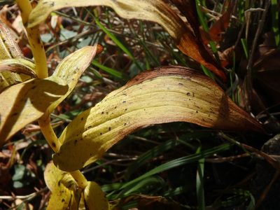 Epipactis condensata, photographed by Daniel Cahen