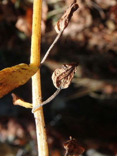 Epipactis condensata, photographed by Daniel Cahen