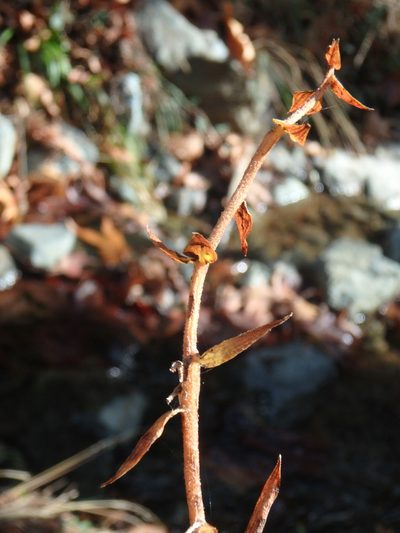 Epipactis condensata, photographed by Daniel Cahen