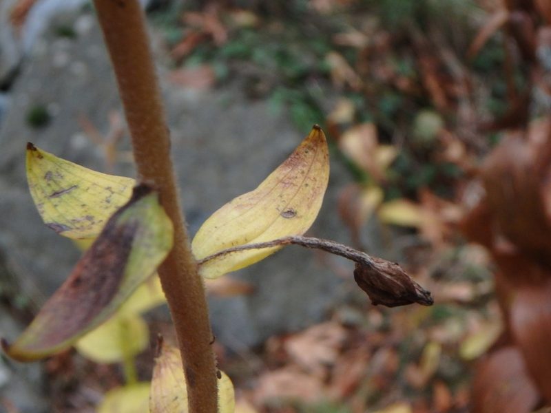 Epipactis condensata, photographed by Daniel Cahen