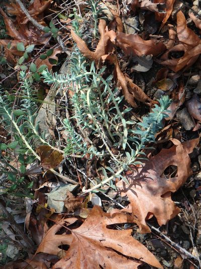 Euphorbia veneris, photographed by Daniel Cahen