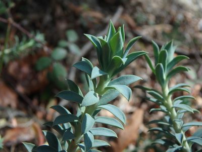 Euphorbia veneris, photographed by Daniel Cahen