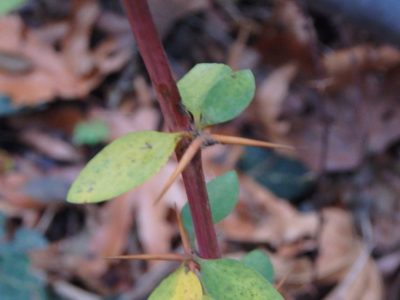 Berberis cretica, photographed by Daniel Cahen