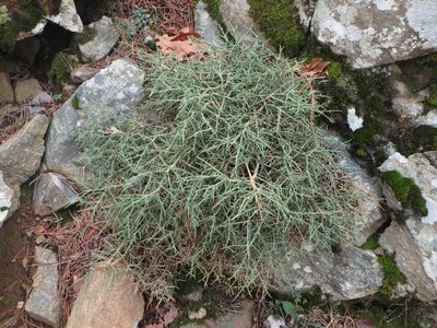Genista fasselata, photographed by Daniel Cahen