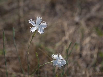 Dianthus serotinus, photographed by carnifex