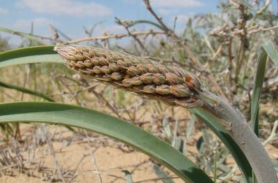 Eremurus inderiensis, photographed by Юрий Данилевский (Yuriy Danilevsky)