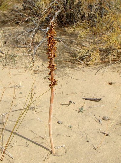 Eremurus inderiensis, photographed by Юрий Данилевский (Yuriy Danilevsky)