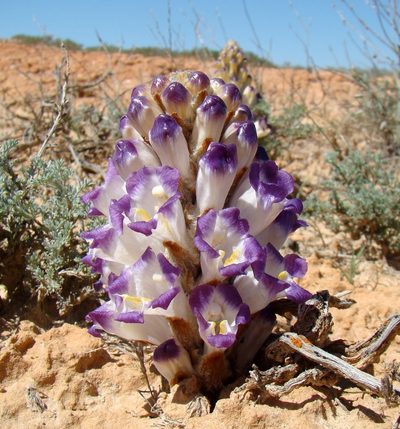 Cistanche salsa, photographed by Юрий Данилевский (Yuriy Danilevsky)