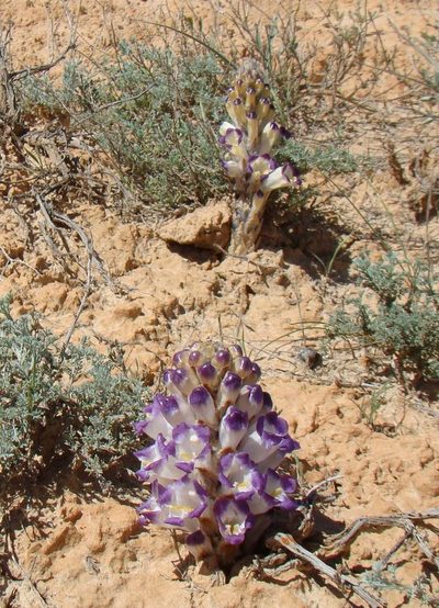 Cistanche salsa, photographed by Юрий Данилевский (Yuriy Danilevsky)