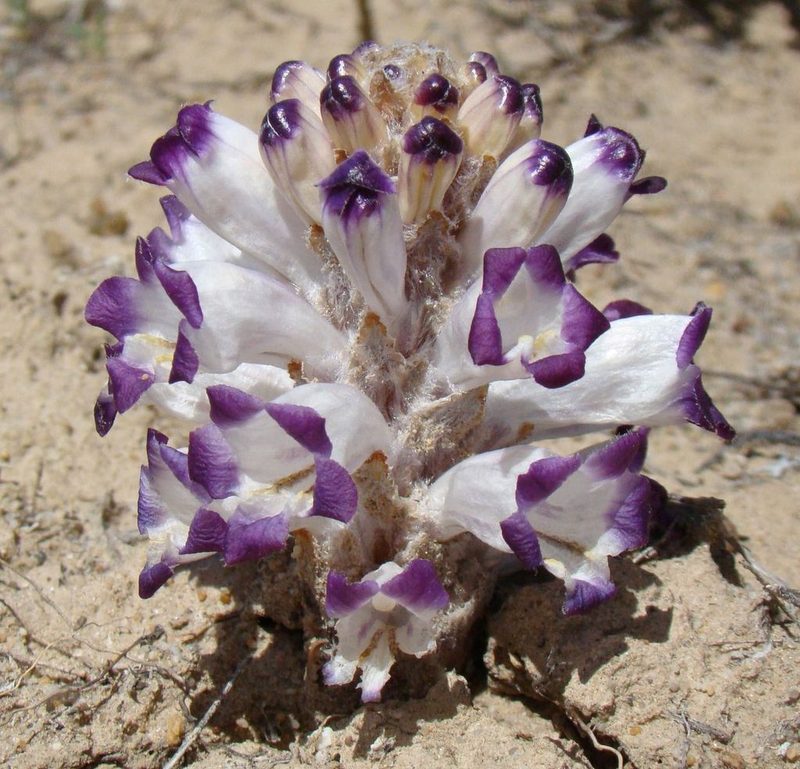 Cistanche salsa, photographed by Юрий Данилевский (Yuriy Danilevsky)