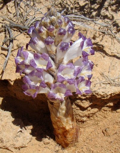 Cistanche salsa, photographed by Юрий Данилевский (Yuriy Danilevsky)