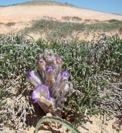 Cistanche salsa, photographed by Юрий Данилевский (Yuriy Danilevsky)