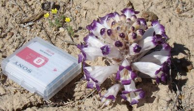 Cistanche salsa, photographed by Юрий Данилевский (Yuriy Danilevsky)